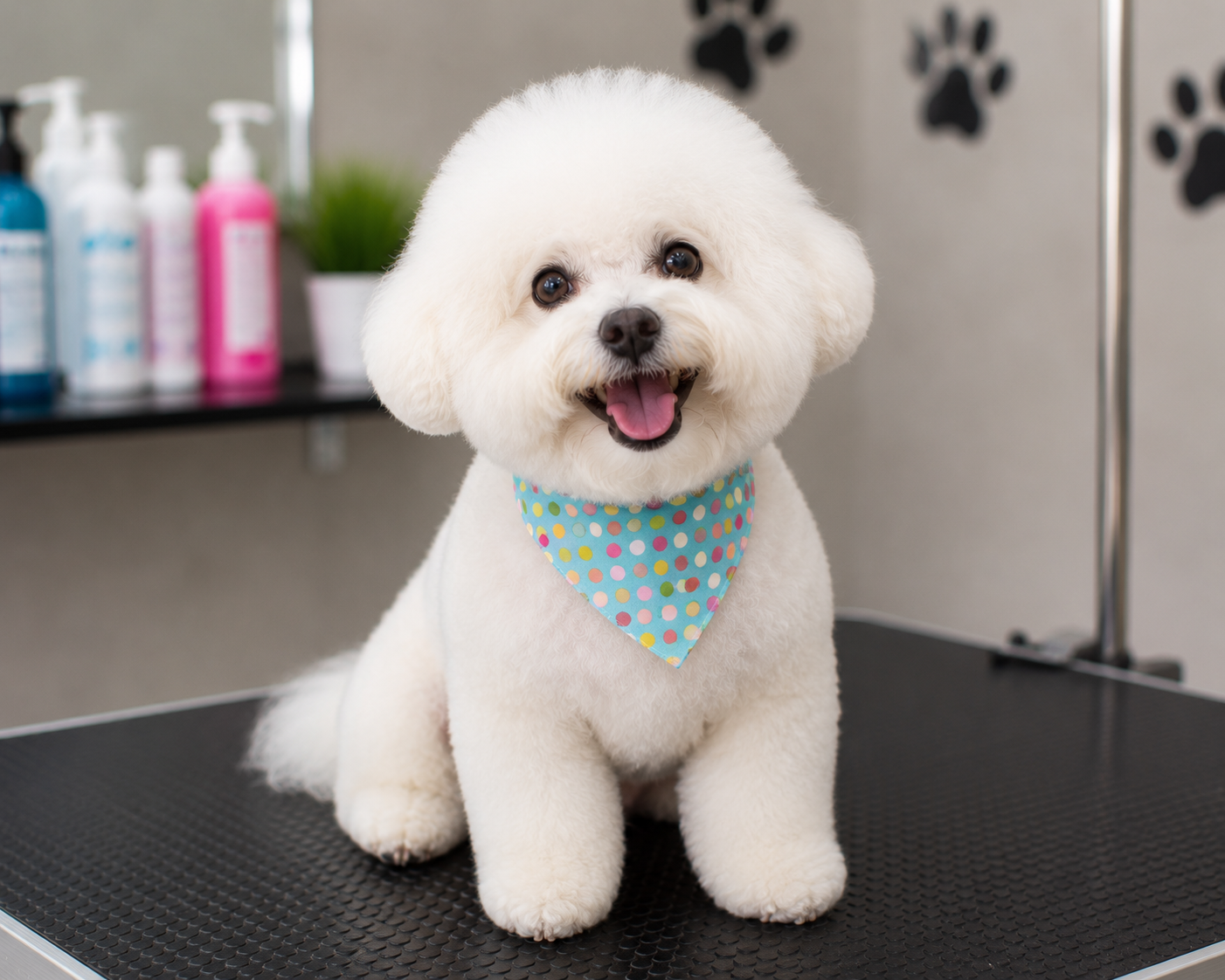 Perrito acicalado